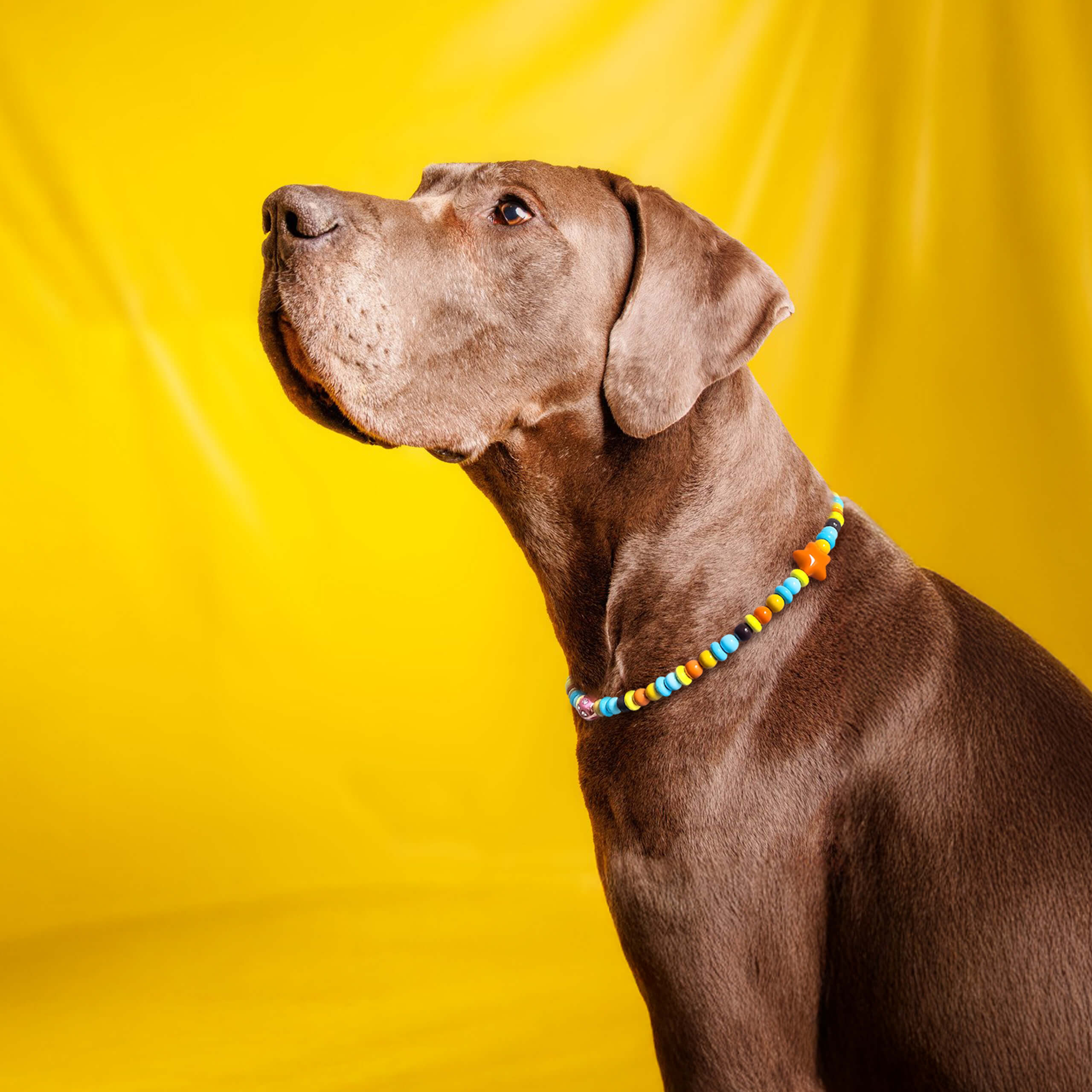 Dog wearing the JOGIA star beaded collar looking up on a soft yellow background.
