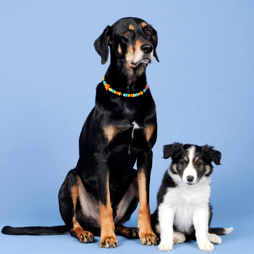 Two dogs wearing the JOGIA star-themed beaded collars sitting together against a blue backdrop.