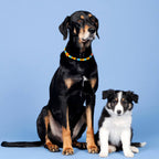 Two dogs wearing the JOGIA star-themed beaded collars sitting together against a blue backdrop.