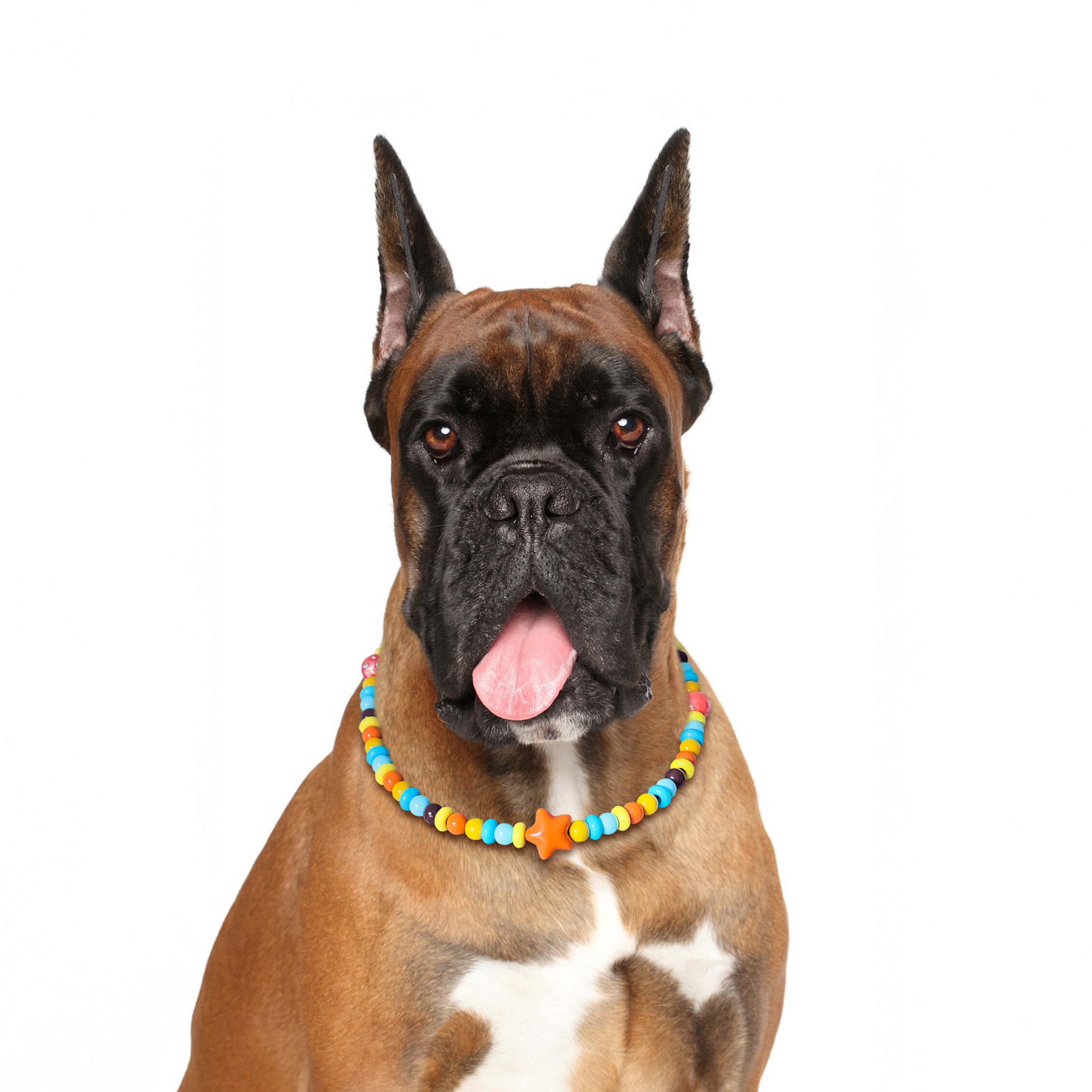 Dog wearing the JOGIA star-themed collar sitting for a studio portrait.