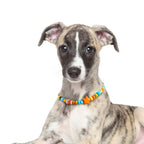 Dog staring into the camera while wearing the JOGIA star beaded collar in a soft portrait.