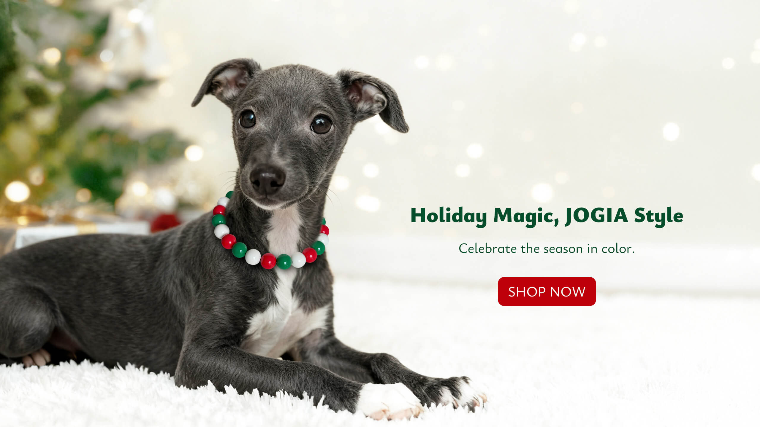 ALT： Dog wearing a JOGIA Christmas beaded collar lying on a holiday backdrop.