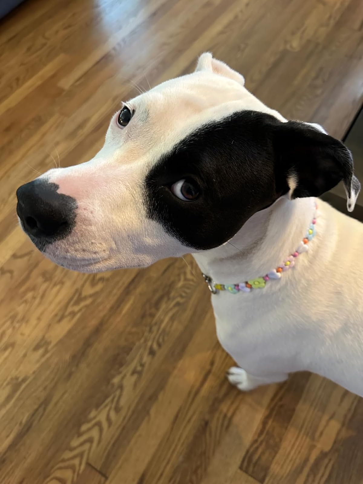 Dog wearing a JOGIA floral beaded dog collar on a wooden floor.