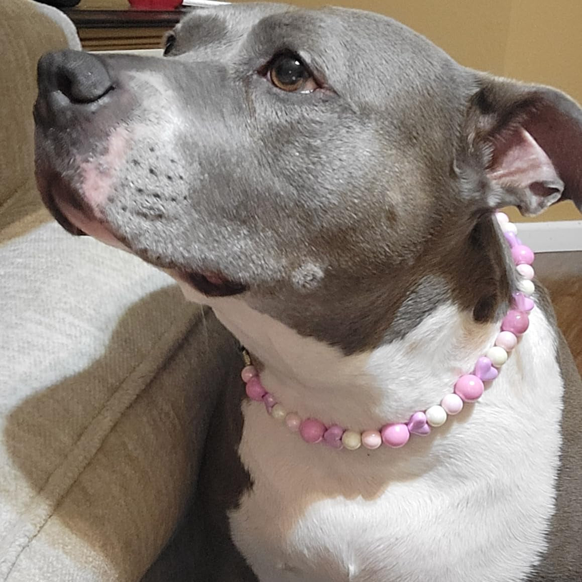 Dog wearing a JOGIA pink martingale beaded collar indoors.