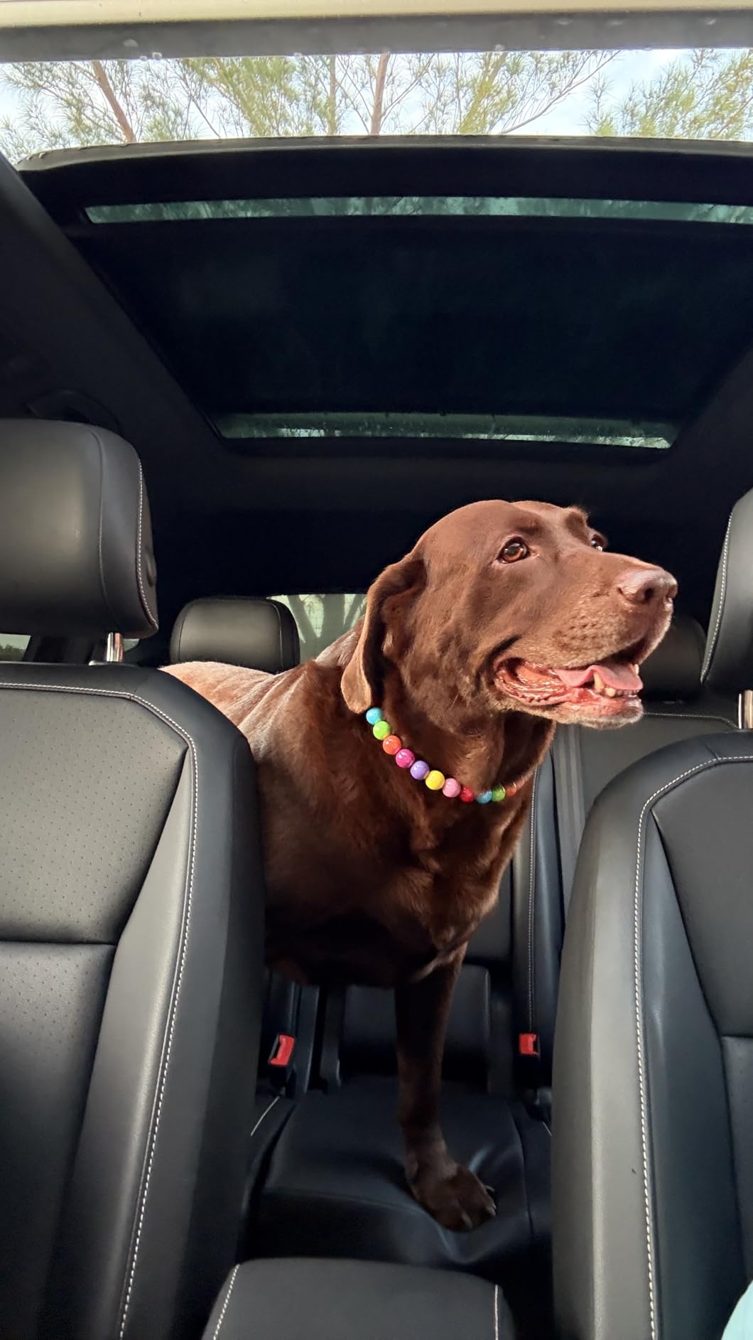 Dog wearing a JOGIA rainbow beaded collar on a car seat.